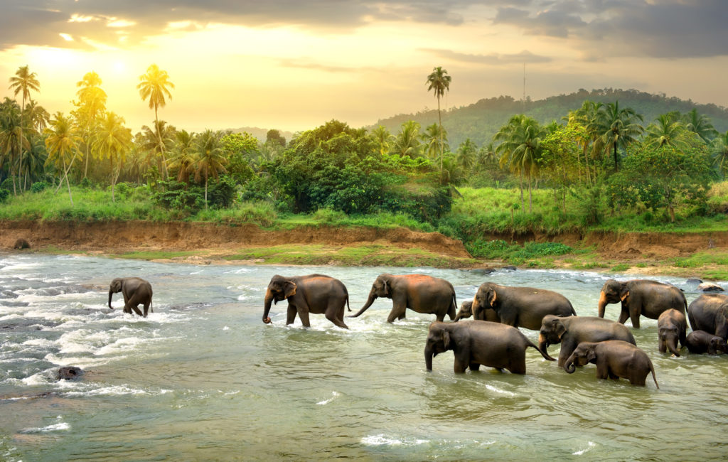 Elephants in river in Sri Lanka