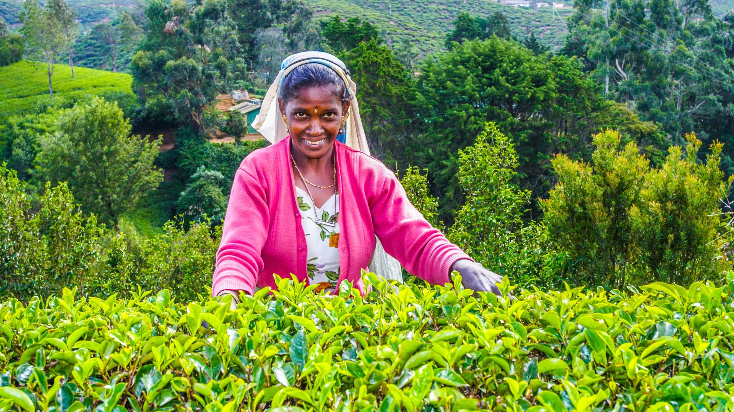 Ceylon-Tea-Experience-in-Sri-Lanka