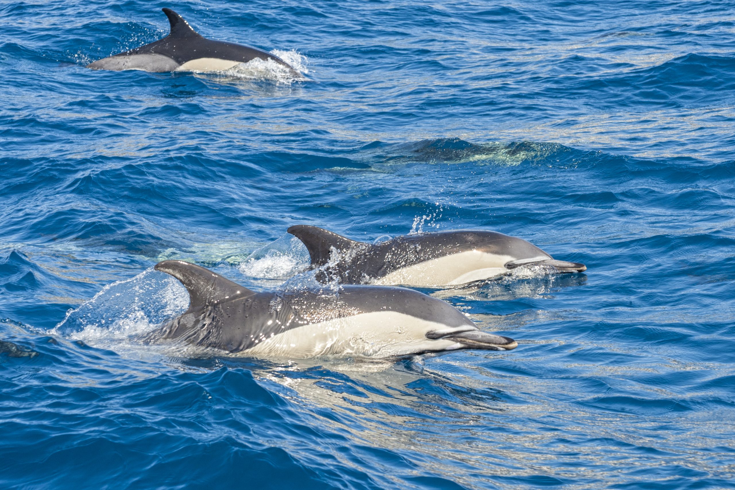 Dolphins-in-Madeira