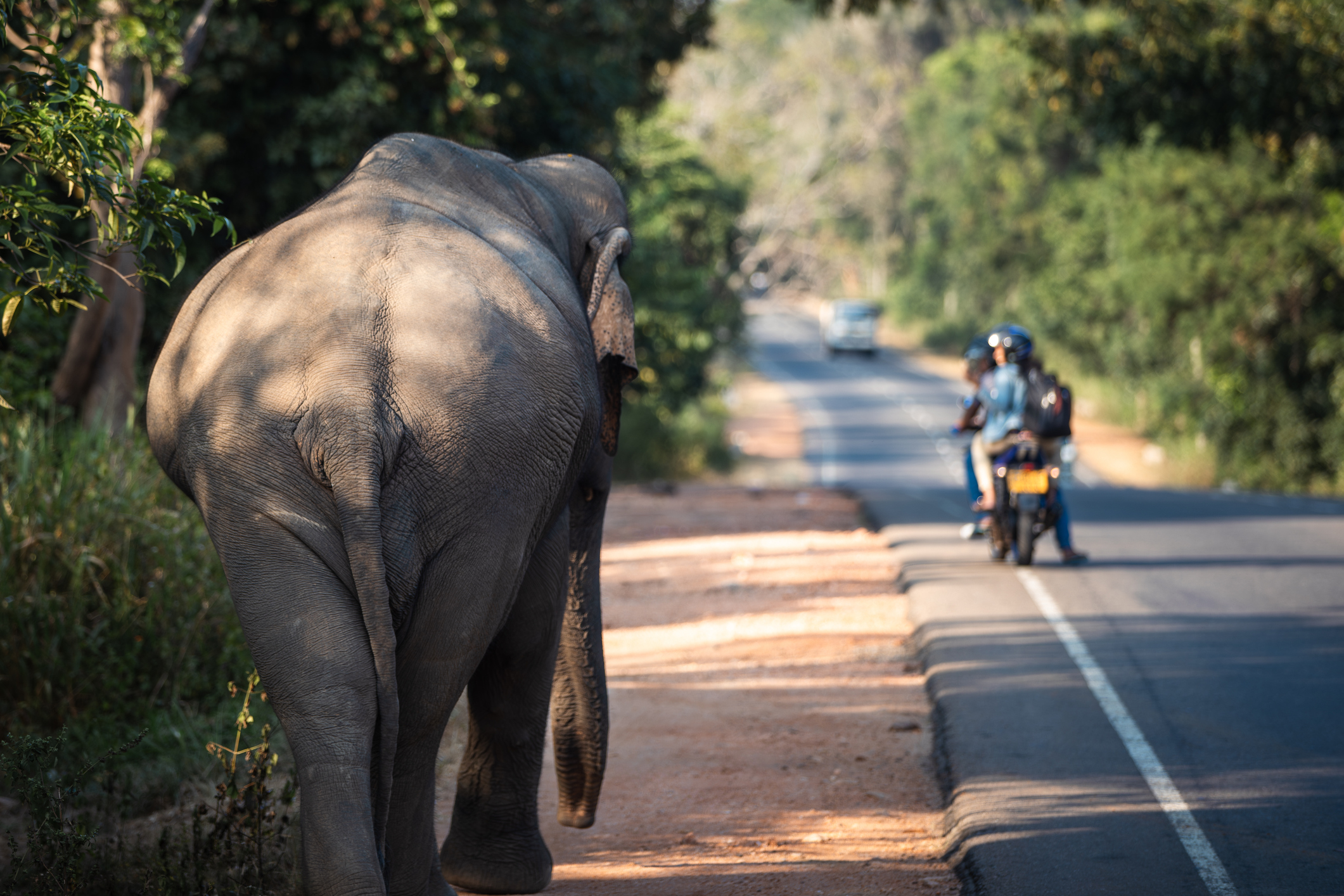 Elephant-walks-along-the-road-in-Sri-Lanka