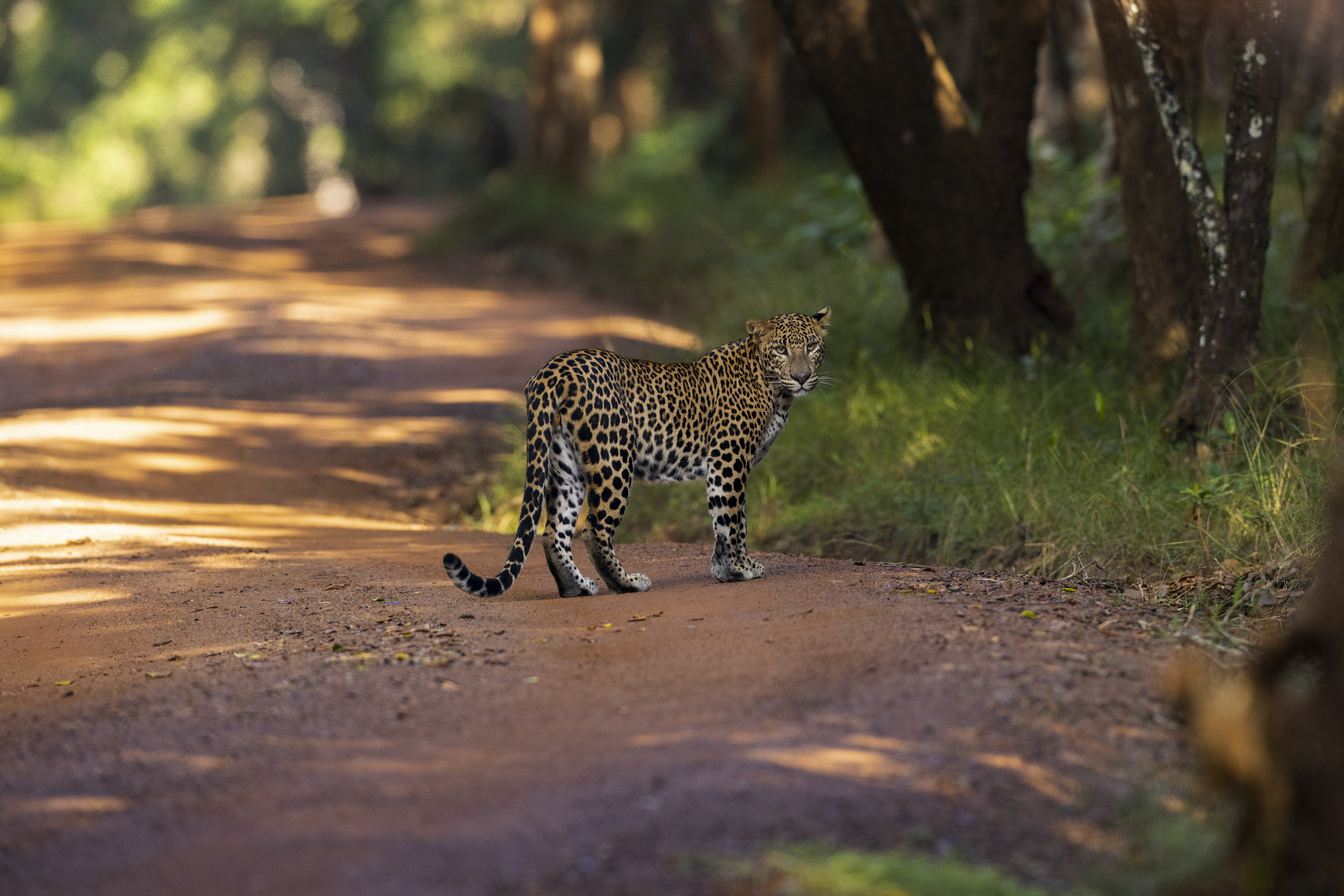 Leopard-in-Wilpattu-National-Park