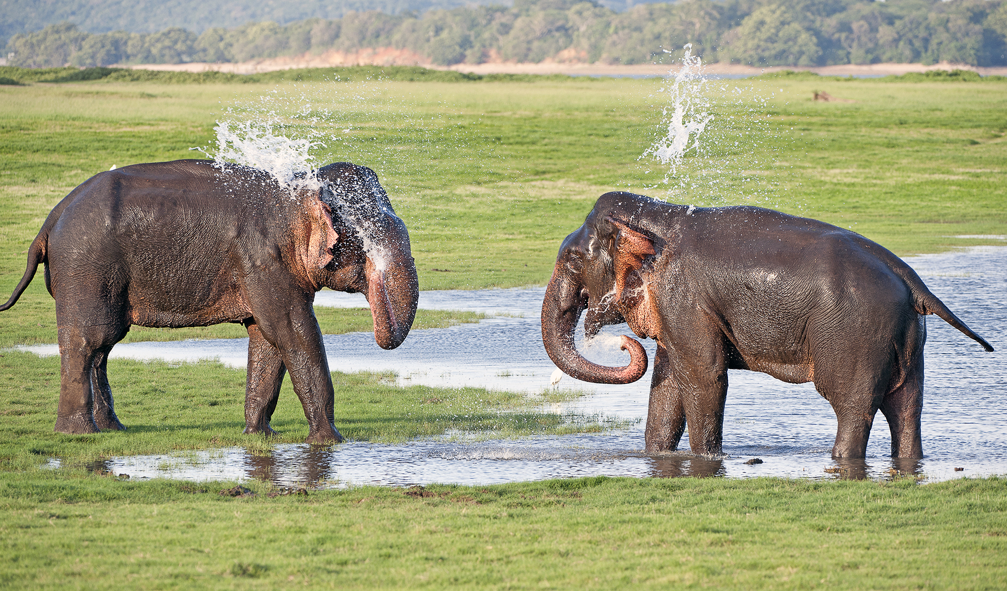 Minneriya-National-Park