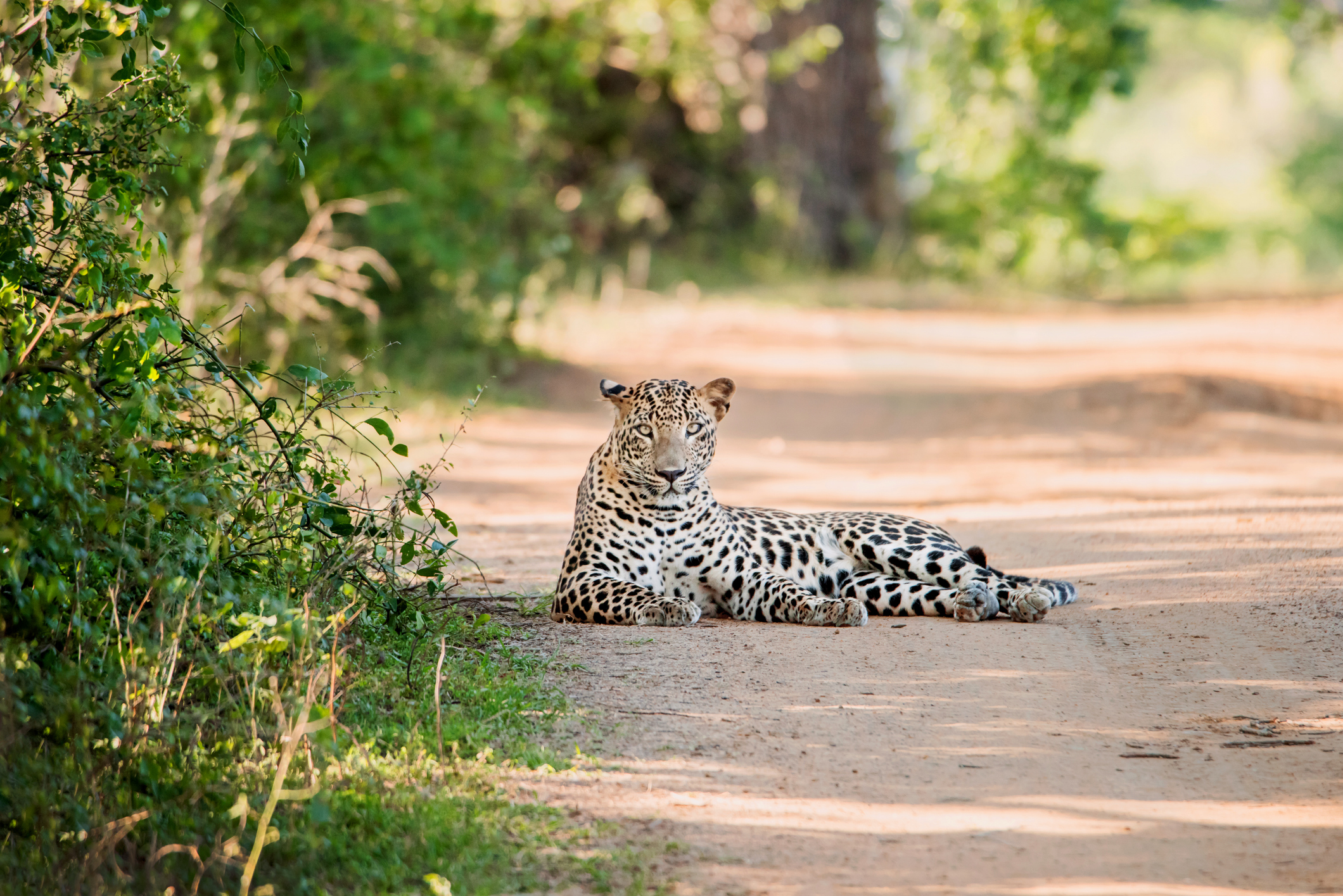 Yala-National-Park-Sri-Lanka